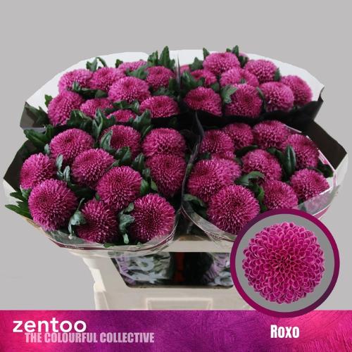Chrysanthemum (Indicum Grp) geplozen Roxo