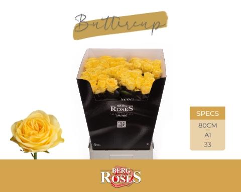 Rosa grootbloemig Buttercup