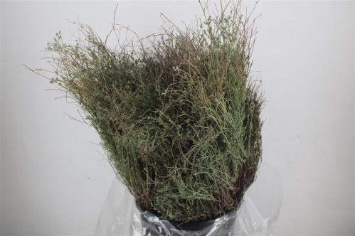 Thymus capitatus per bos