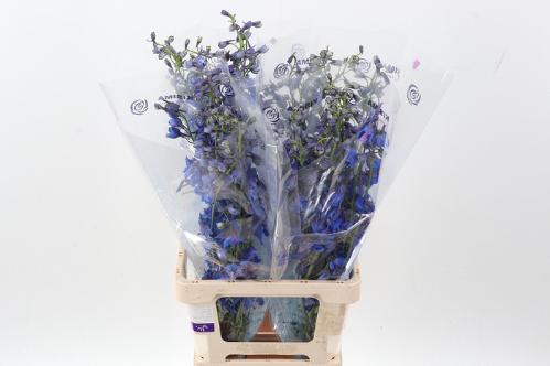 Delphinium Belladonna Grp enkelbloemig 'Sea Waltz'