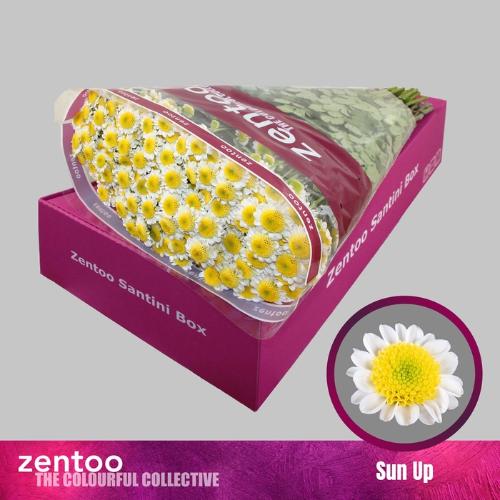 Chrysanthemum Indicum Grp tros santini 'Sun Up'