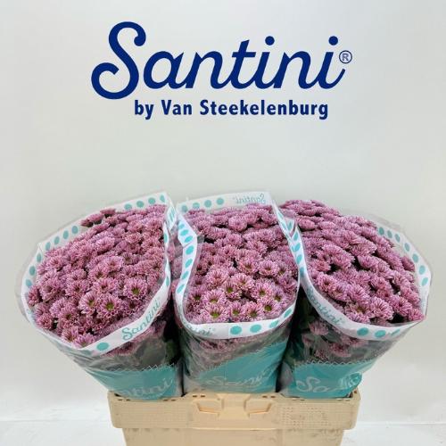 Chrysanthemum Indicum Grp tros santini 'Kindly'