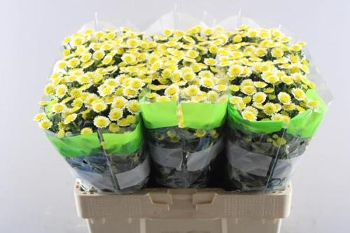 Chrysanthemum Indicum Grp tros santini 'Sun Up'