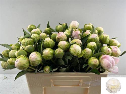 Paeonia Lactiflora Grp 'Moon over Barrington'