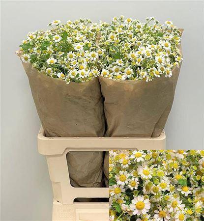 Tanacetum parthenium 'Single Vegmo'