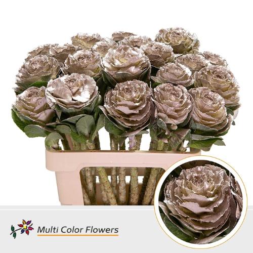 Brassica oleracea kleurbehandeld H%