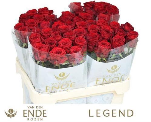 Rosa grootbloemig Red Naomi!