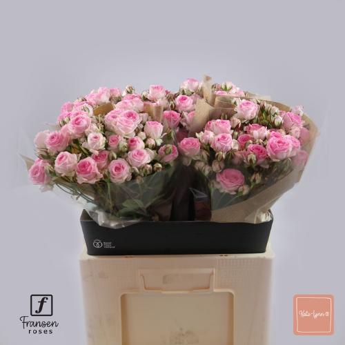 Rosa tros Kate-Lynn
