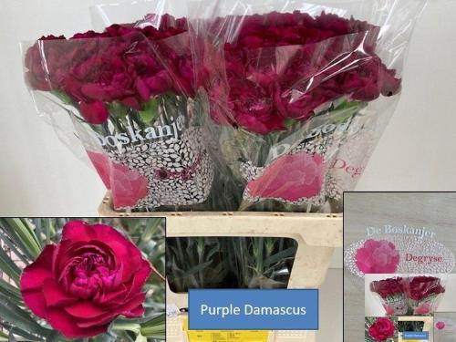 Dianthus standaard 'Purple Damascus'