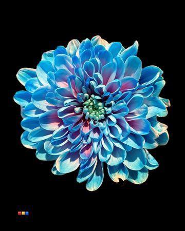 Chrysanthemum Indicum Grp tros kas kleurbehandeld H%