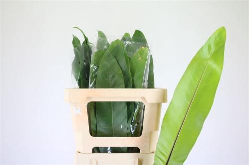 Decoratiegroen groot blad