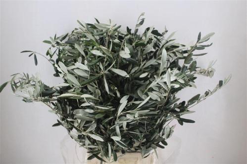 Olea europaea per bos