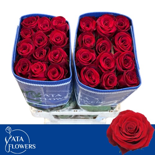 Rosa grootbloemig Fortune