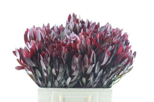 Leucadendron 'Safari Sunset'