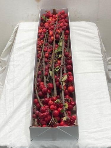 Siervruchten per tak Malus 'Red Sentinel'