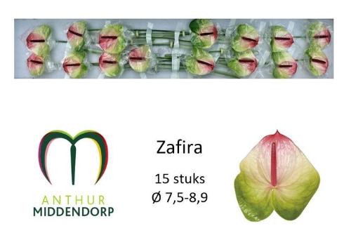 Anthurium Andreanum Grp Zafira