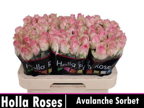 Rosa grootbloemig Avalanche Sorbet+