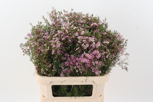 Chamelaucium 'Alouana'