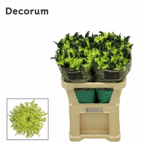 Chrysanthemum (Indicum Grp) geplozen Antenna