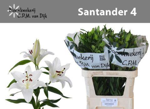 Lilium Oriental Grp 'Santander'
