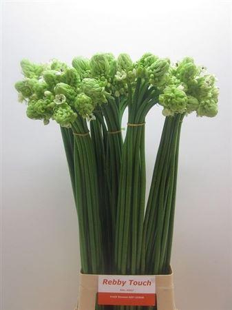 Ornithogalum saundersiae