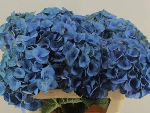 Hydrangea macrophylla Royal Crown (blauw)