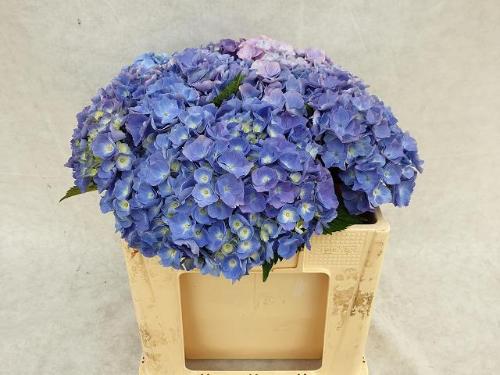 Hydrangea macrophylla 'Bodensee' (blauw)