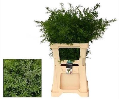 Asparagus densiflorus 'Cwebe'