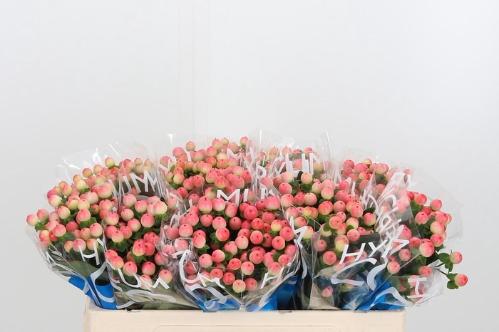 Hypericum androsaemum Coco Tiamo