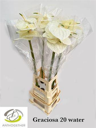 Anthurium (Andreanum Grp) Graciosa