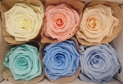 Rosa grootbloemig kleurbehandeld H%