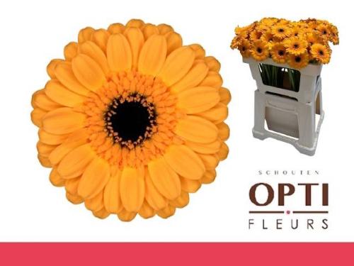 Gerbera mini Tweety