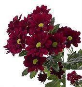 Chrysanthemum (Indicum Grp) tros Mexicano