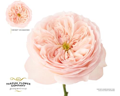 Rosa grootbloemig Sweet Diamond