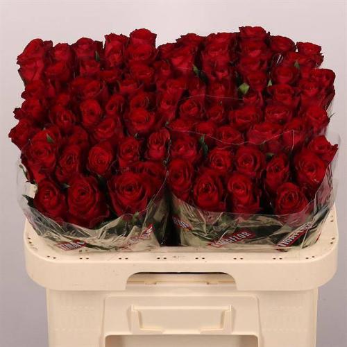 Rosa grootbloemig Madam Red