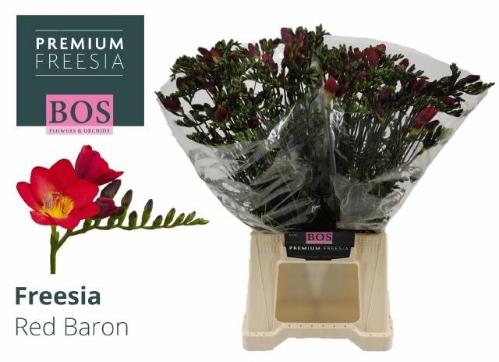 Freesia enkelbloemig 'Red Baron'