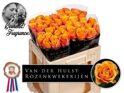 Rosa grootbloemig Liana Orange+