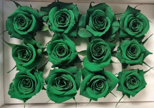 Rosa grootbloemig kleurbehandeld H%