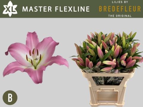 Lilium Oriental x Trumpet Grp Master