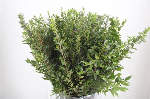 Myrtus overig met bes