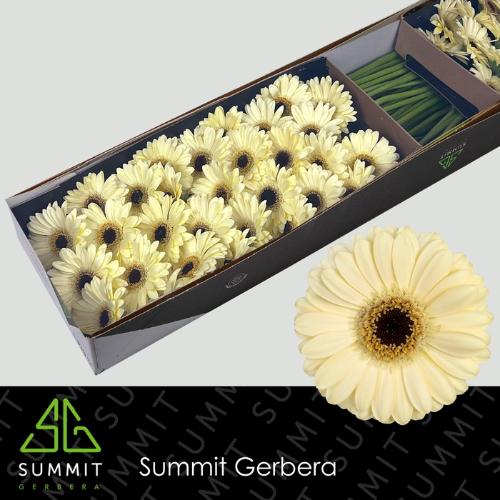 Gerbera mini Casillas+