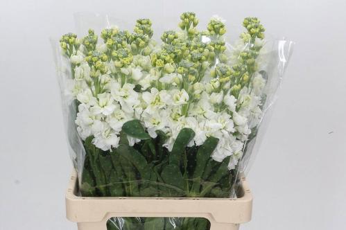 Matthiola incana 'Iron White'