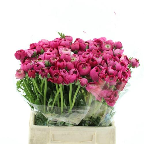 Ranunculus asiaticus 'Elegance Hot Pink'