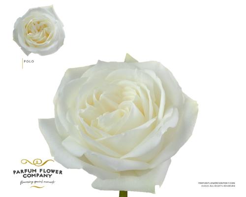 Rosa grootbloemig overig