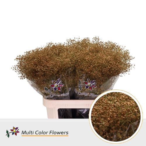 Gypsophila overig kleurbehandeld H%