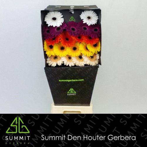 Gerbera mini gemengd op rij