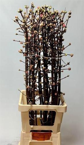 Viburnum bodnantense 'Charles Lamont'