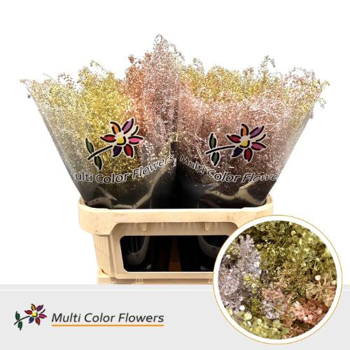 Lepidium kleurbehandeld H%