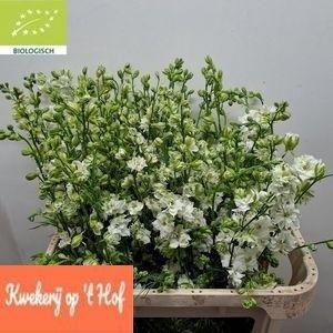 Consolida regalis 'Qis White'
