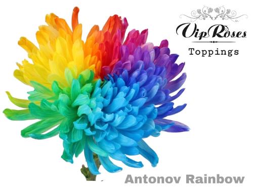 Chrysanthemum (Indicum Grp) geplozen Antonov kleurbehandeld H%